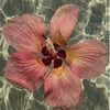 cherith_h